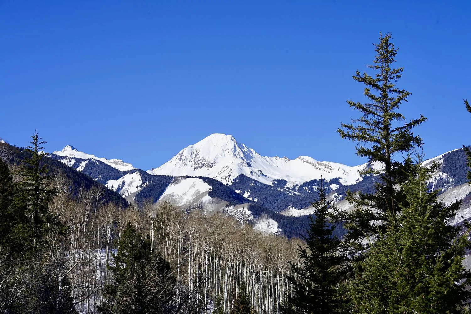 A snow-covered peak framed between pines.